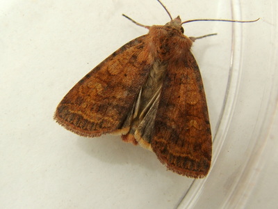 Barred Chestnut